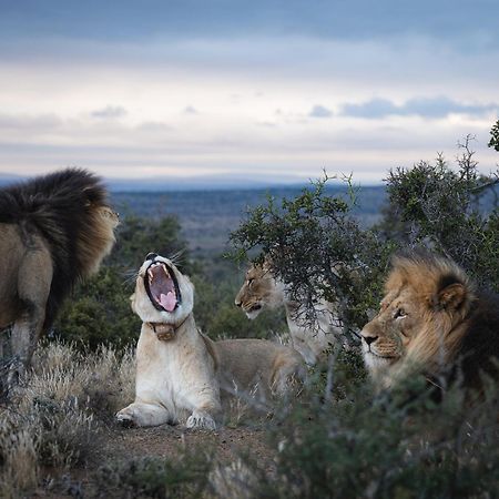 Kuzuko Lodge Addo Buitenkant foto