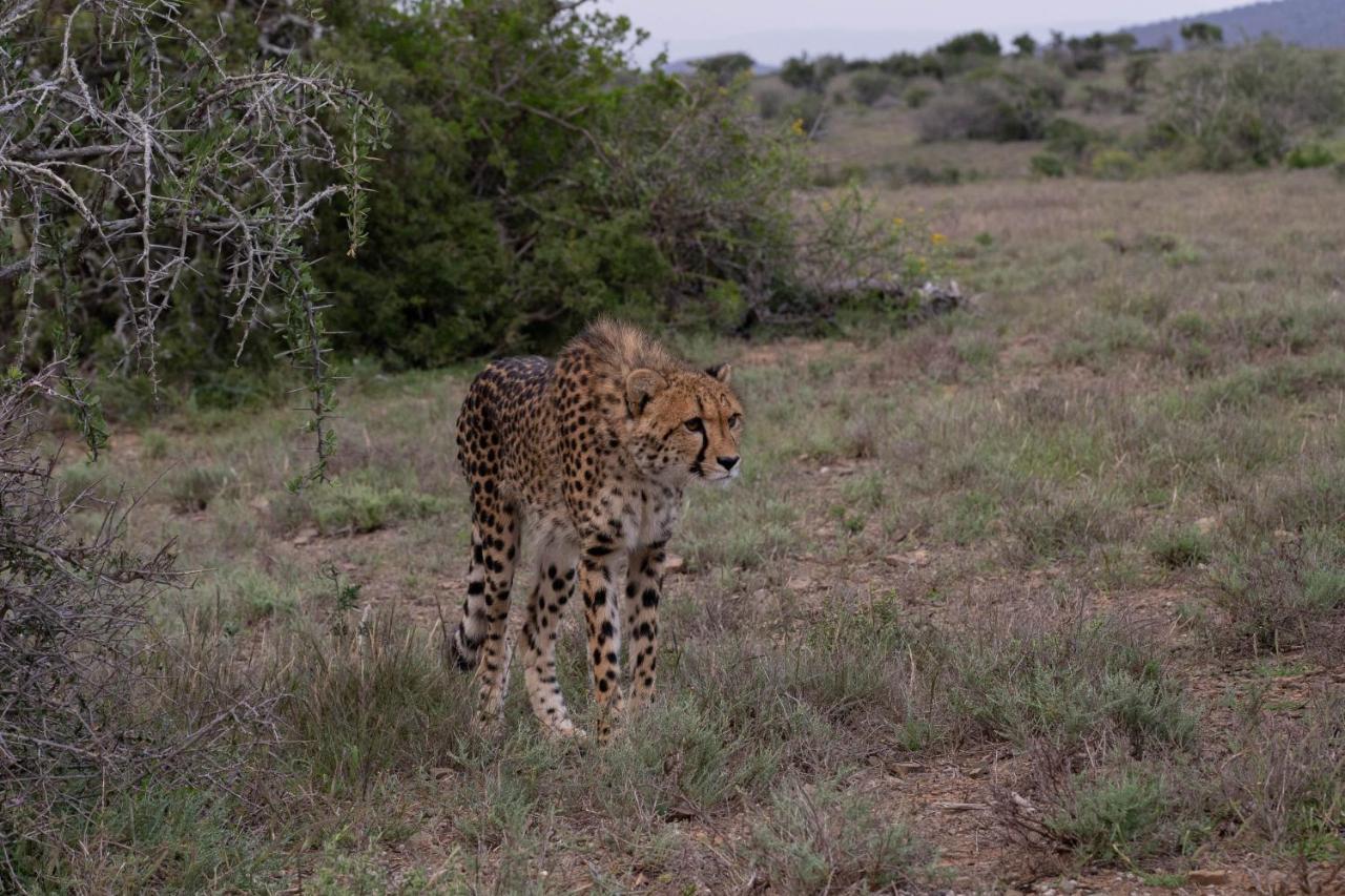 Kuzuko Lodge Addo Buitenkant foto