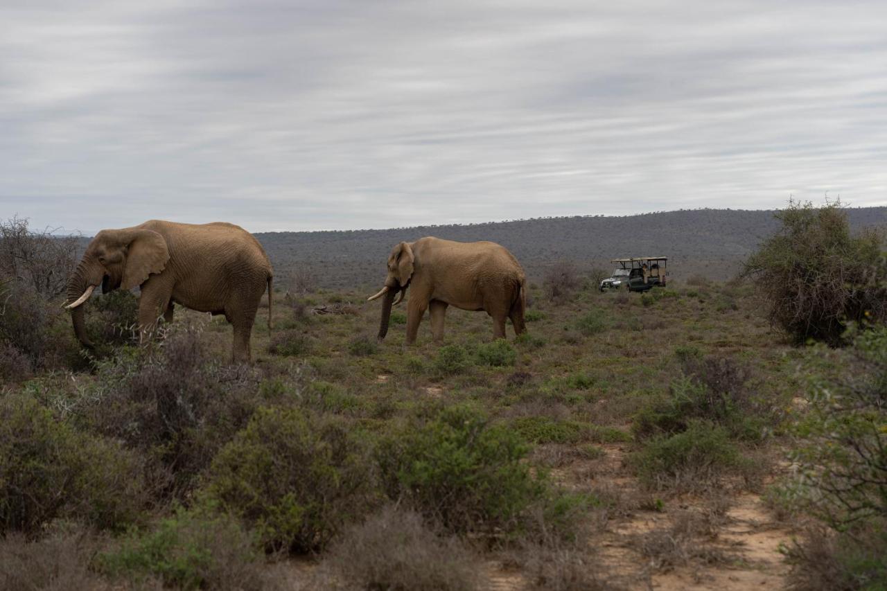 Kuzuko Lodge Addo Buitenkant foto