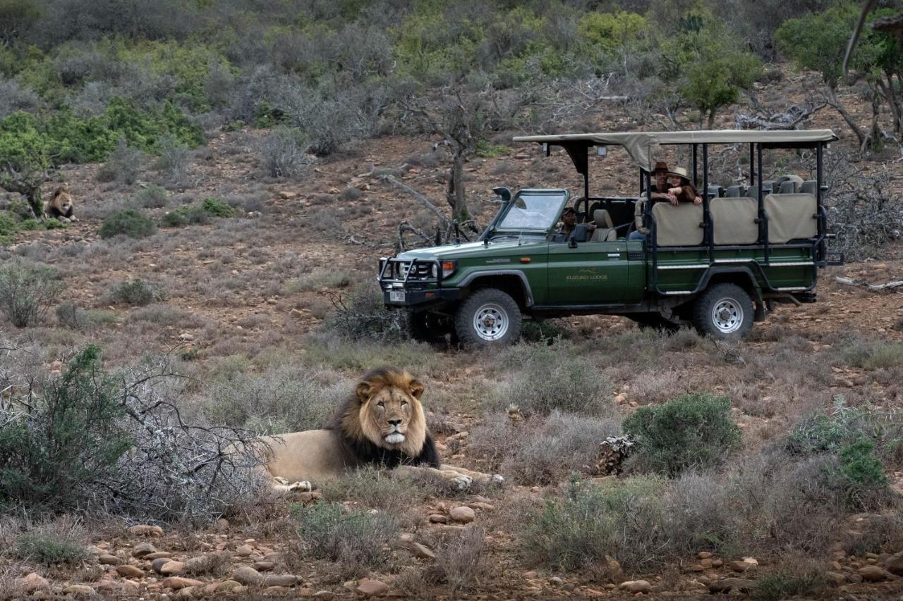 Kuzuko Lodge Addo Buitenkant foto