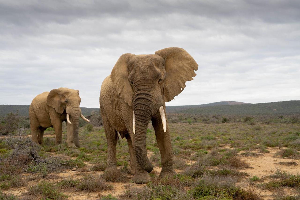 Kuzuko Lodge Addo Buitenkant foto