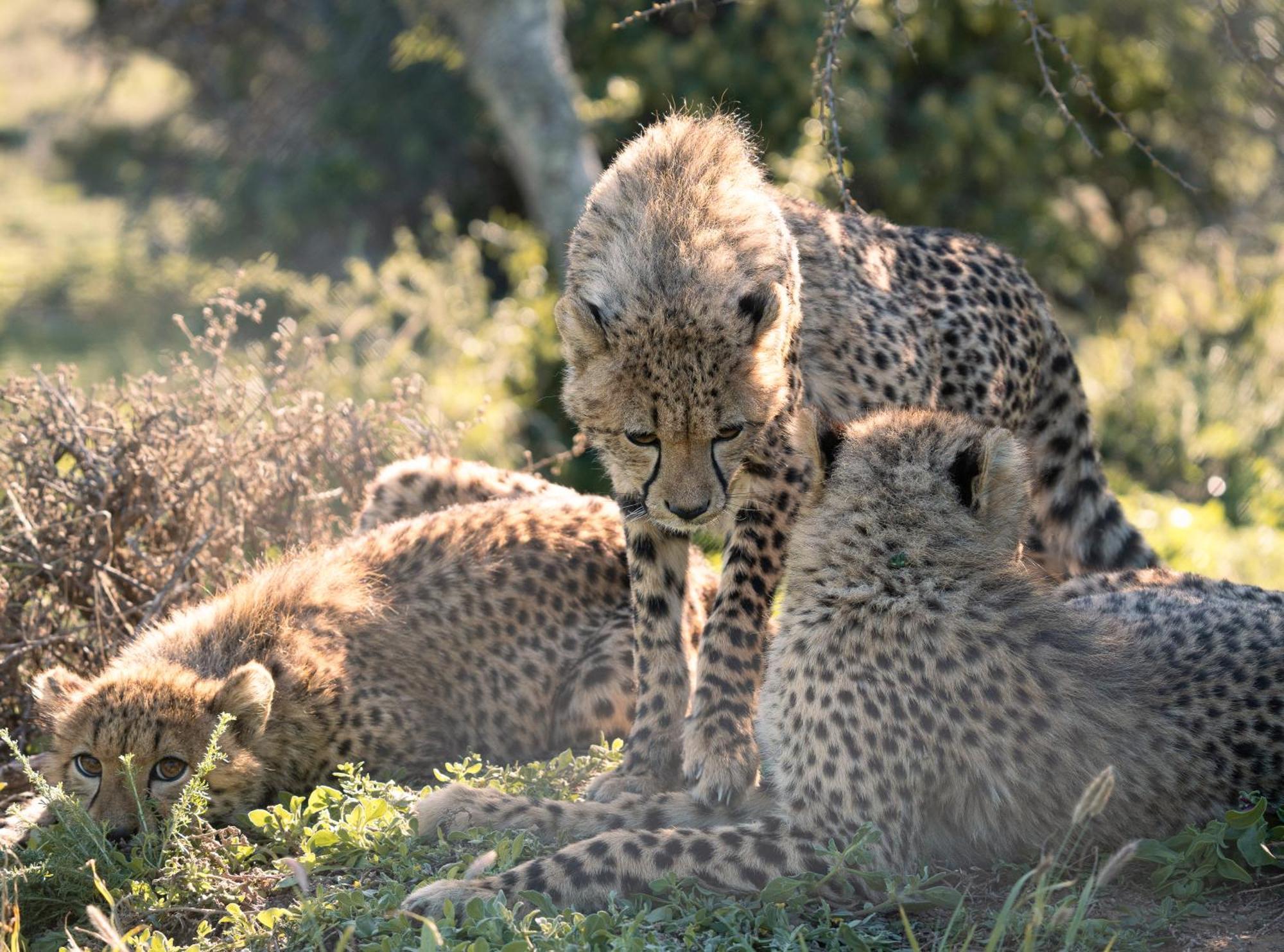 Kuzuko Lodge Addo Buitenkant foto