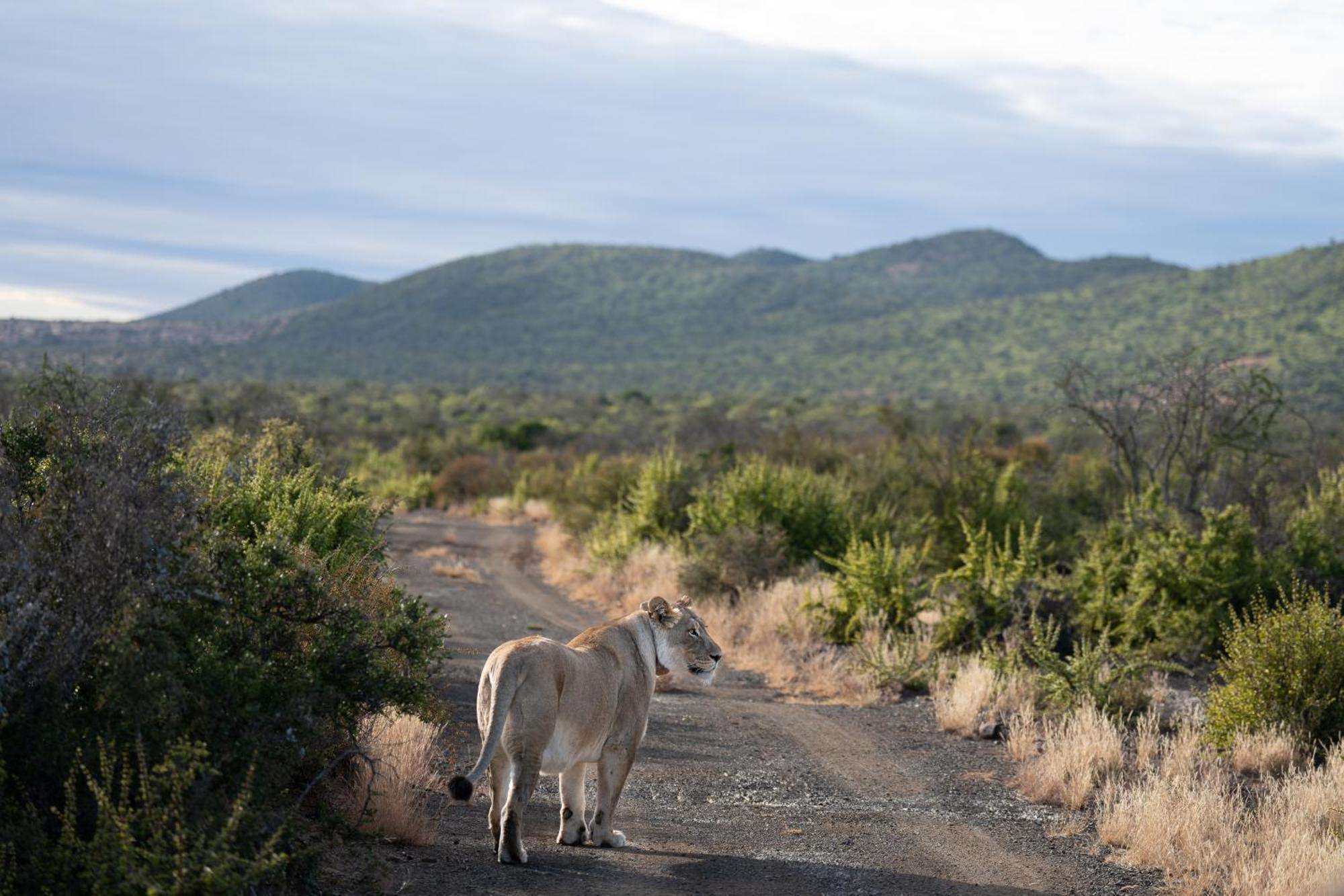 Kuzuko Lodge Addo Buitenkant foto