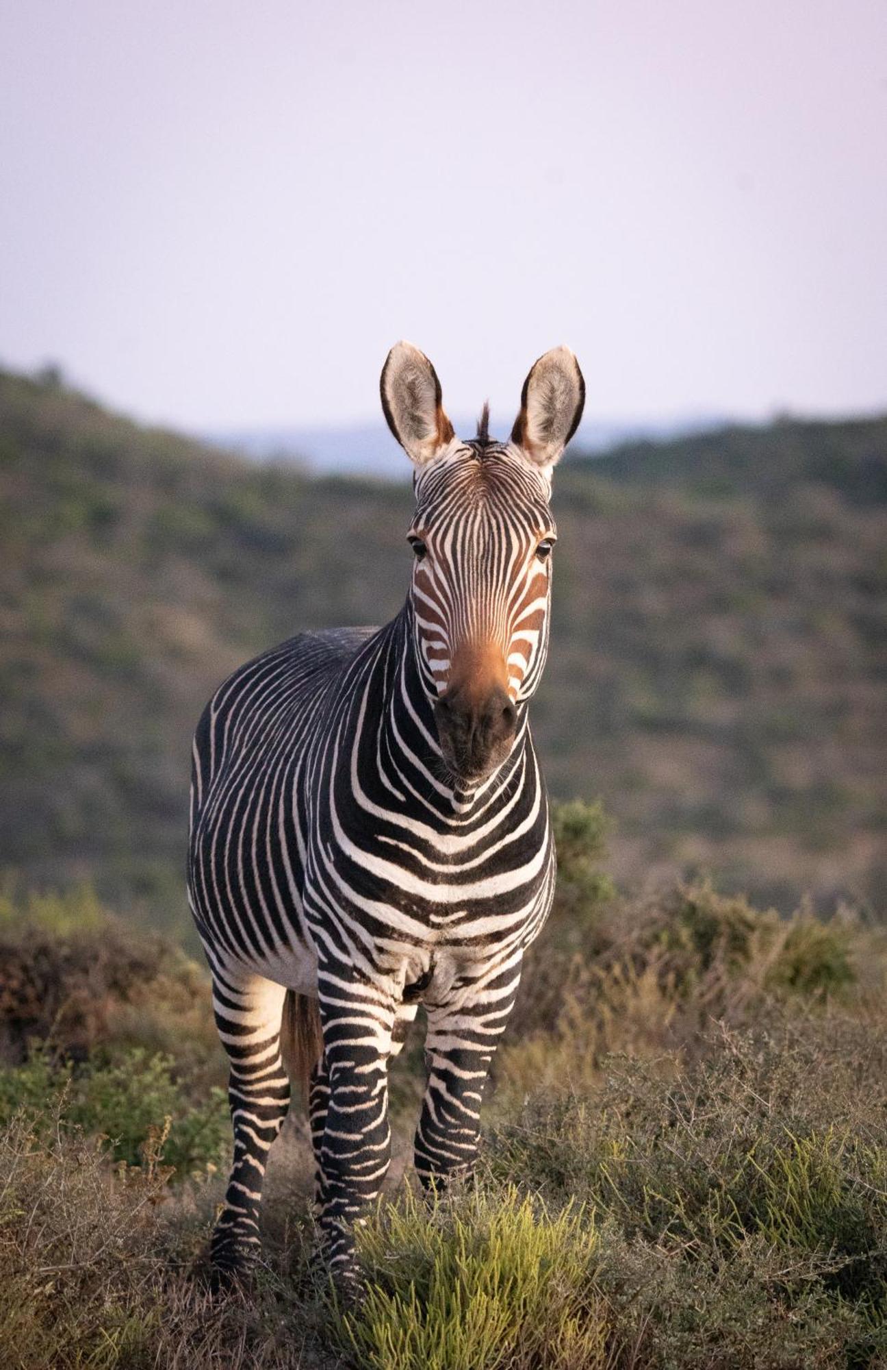 Kuzuko Lodge Addo Buitenkant foto