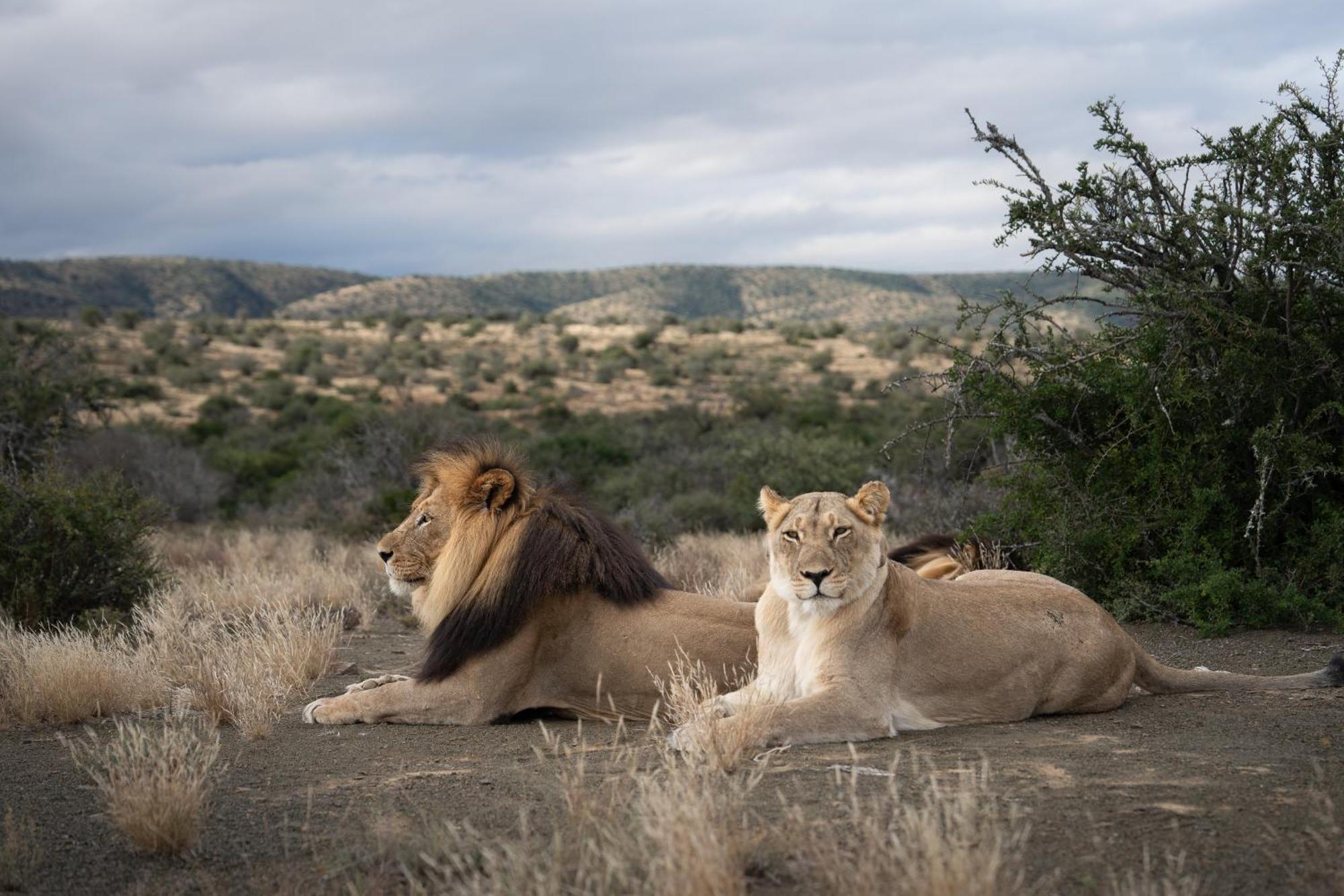 Kuzuko Lodge Addo Buitenkant foto