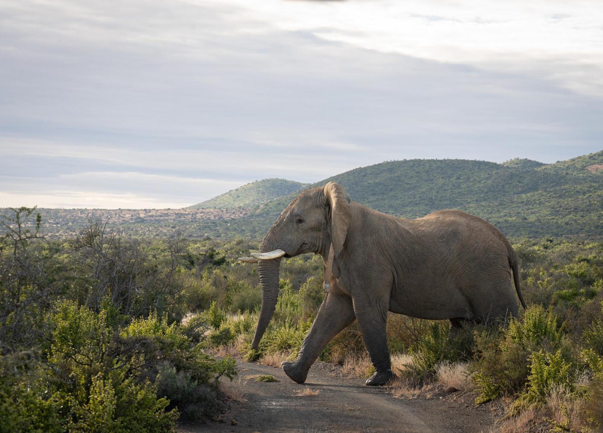 Kuzuko Lodge Addo Buitenkant foto