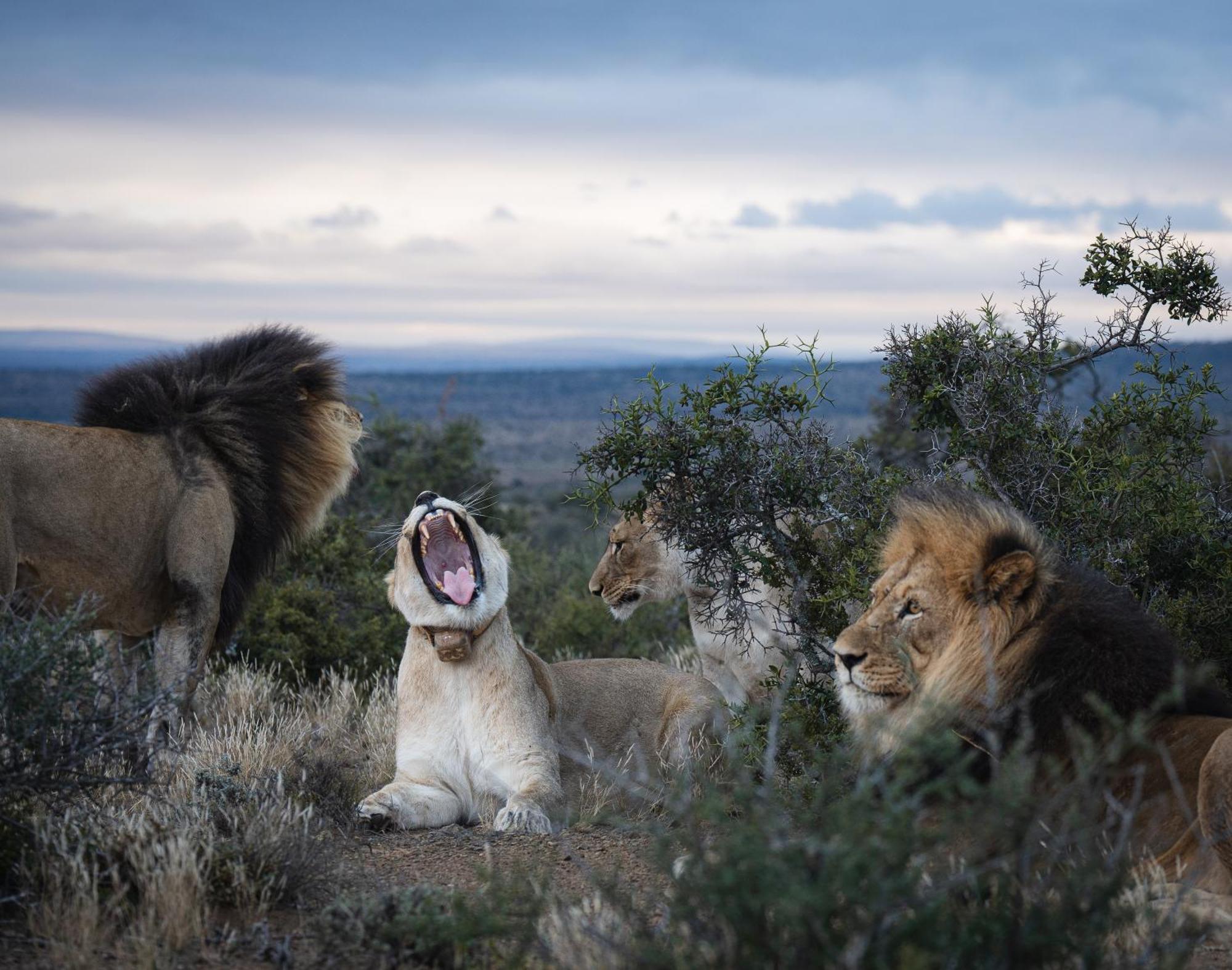 Kuzuko Lodge Addo Buitenkant foto