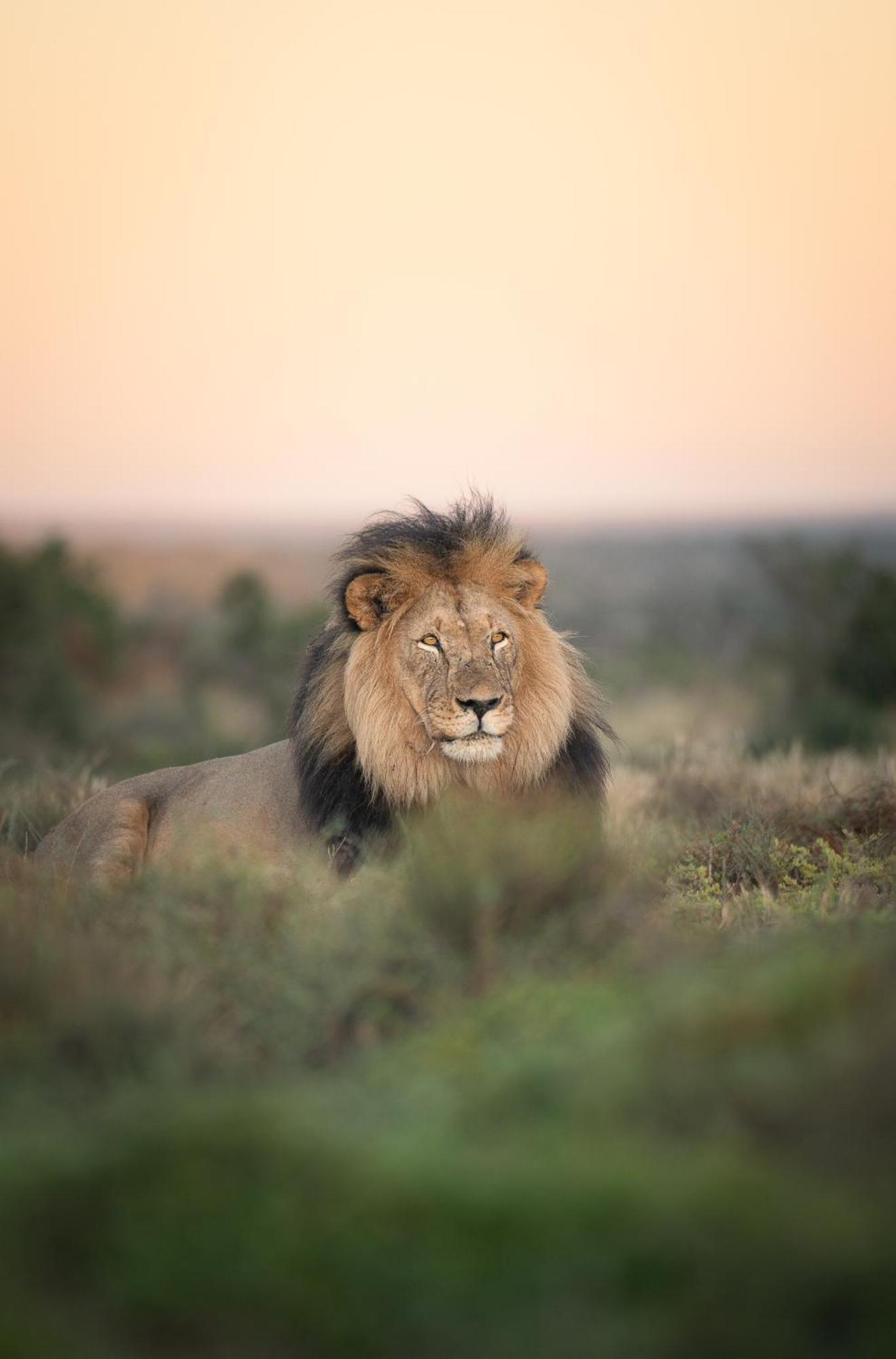 Kuzuko Lodge Addo Buitenkant foto