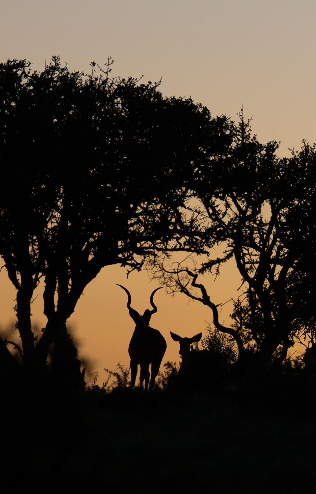 Kuzuko Lodge Addo Buitenkant foto